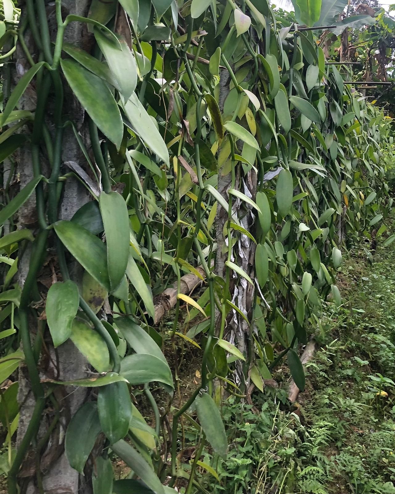 Pengemasan Vanili